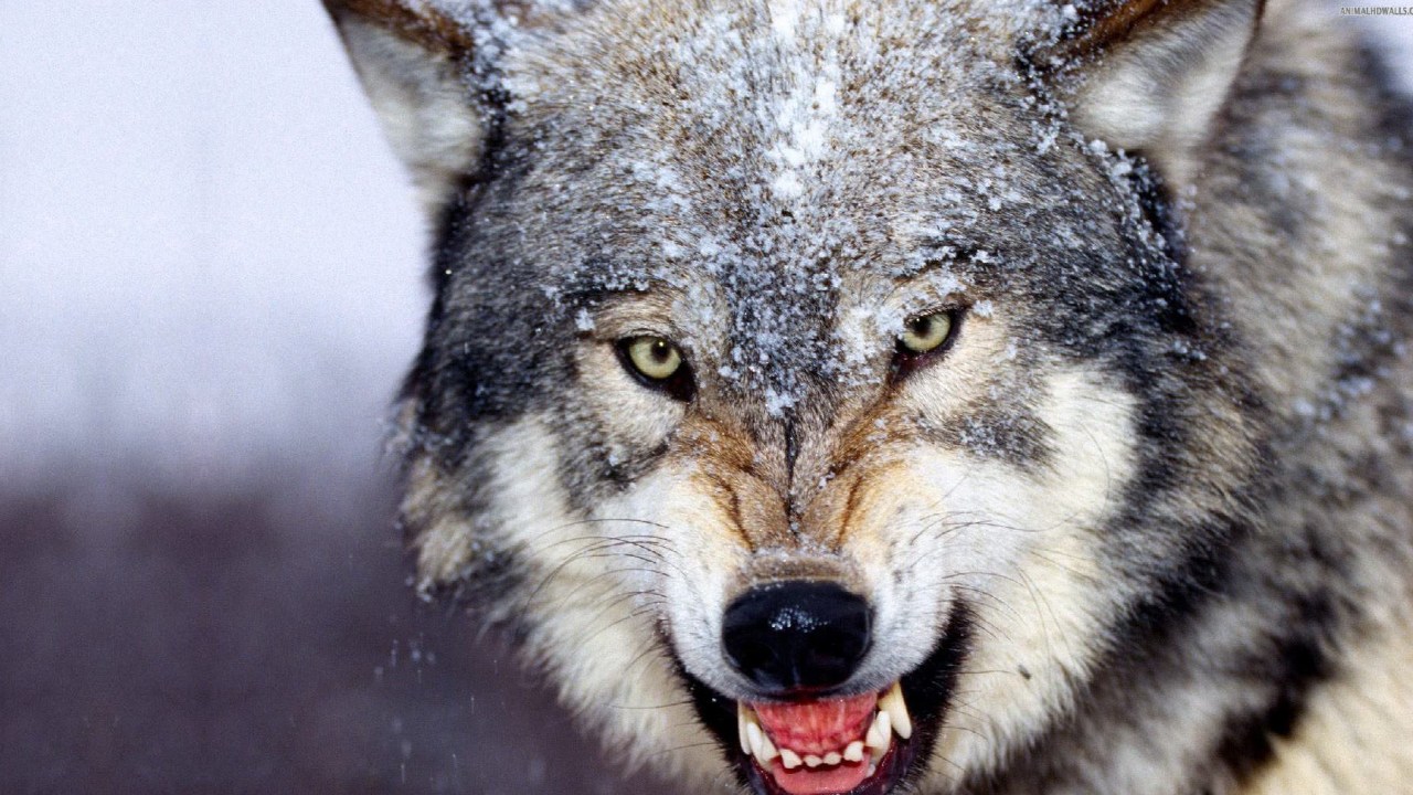 1280x720-71423-angry-wolf-wallpaper-hd-4k-ultra-hd-wallpaper__animals.jpg