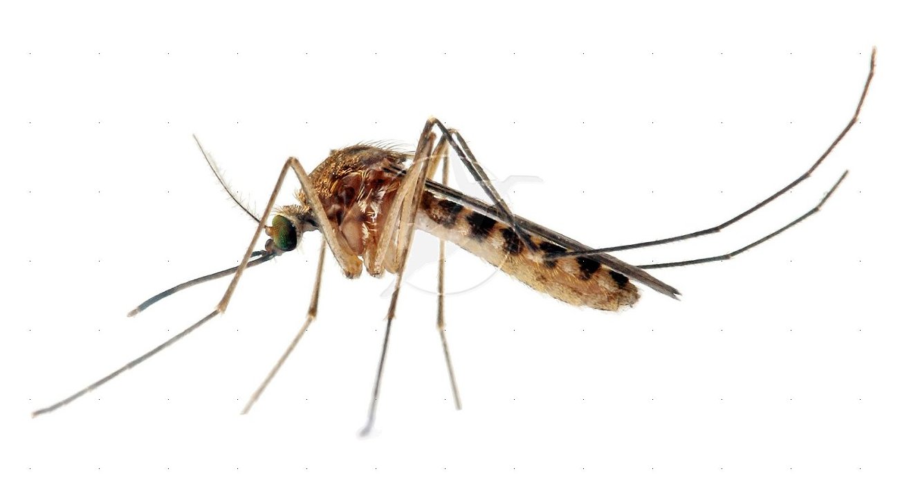 mosquitoes_Culex-mosquito-white-background.jpg