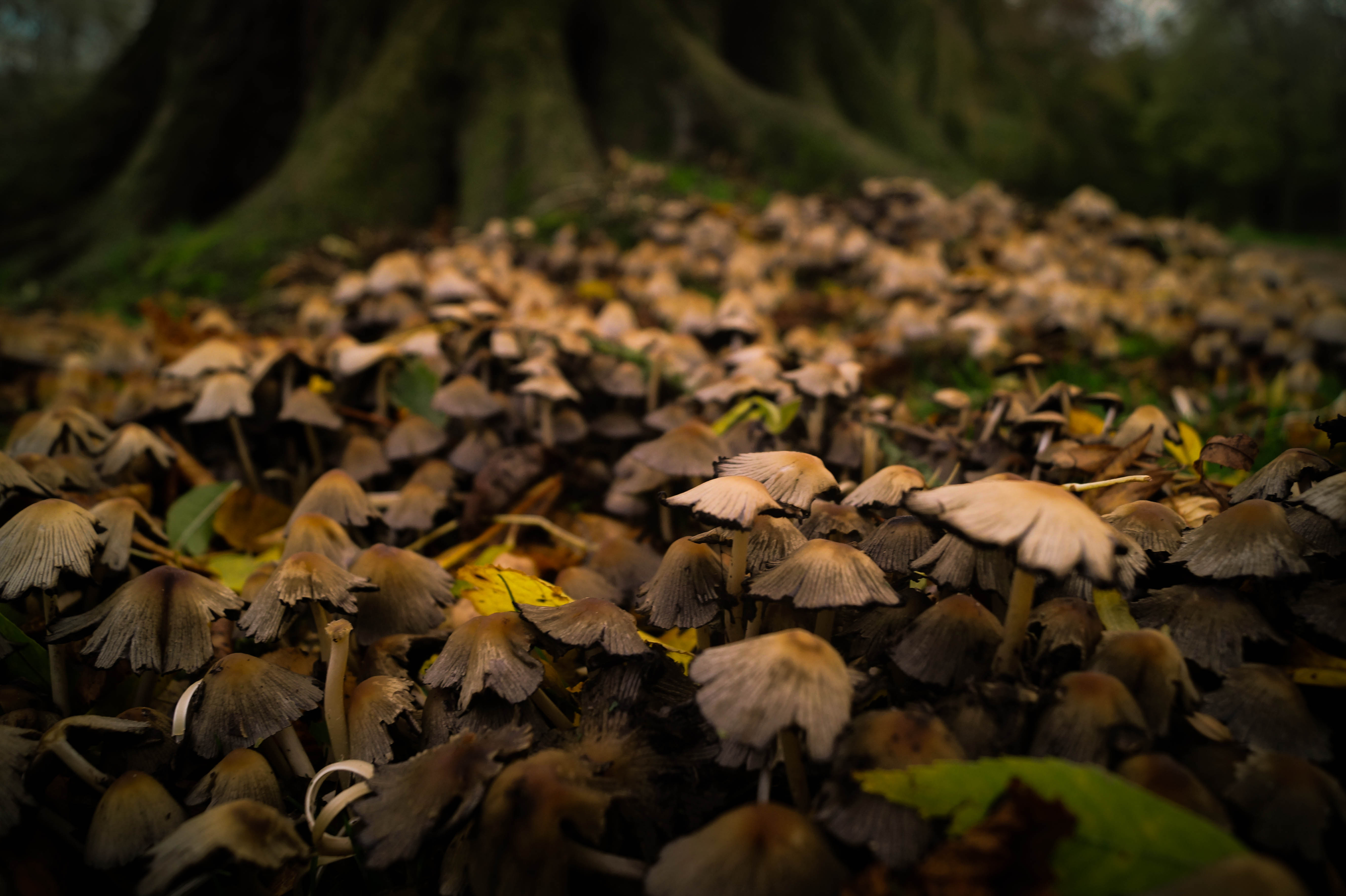wood-forest-autumn-mushrooms.jpg
