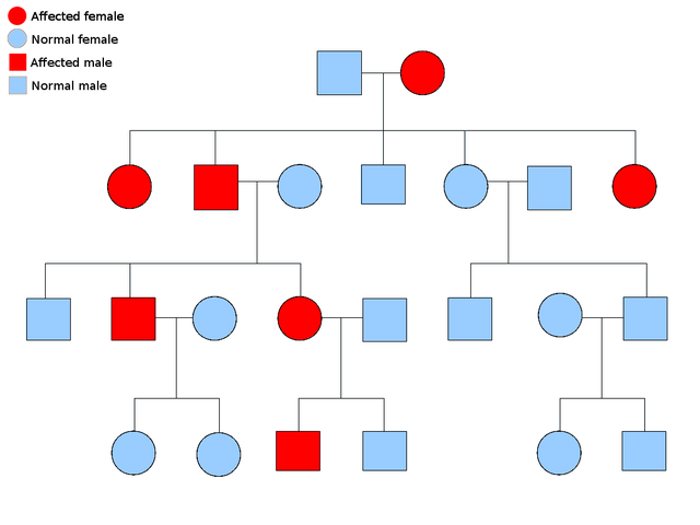 640px-Autosomal_dominant.png