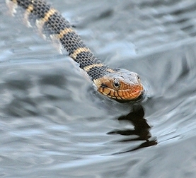 florida-water-snake.jpg