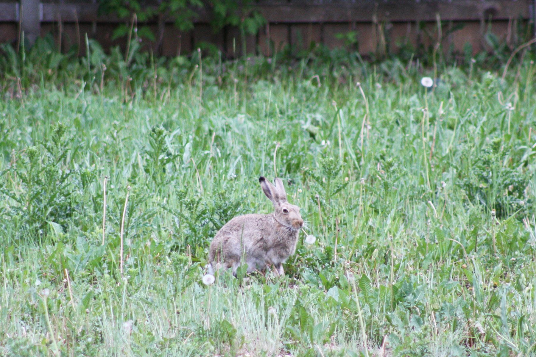 Snowshoe Hare Edmonton.jpg