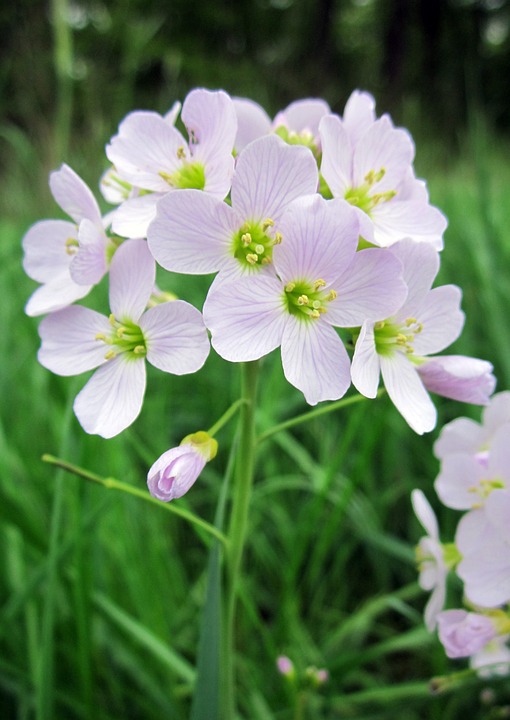 cuckoo-flower-937574_960_720.jpg