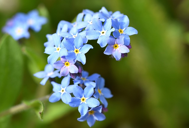 forget-me-not-769235_640.jpg