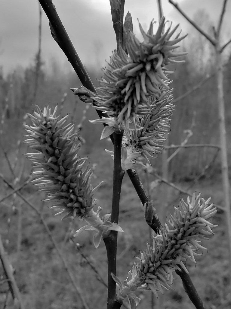 treeBranchHie.jpg