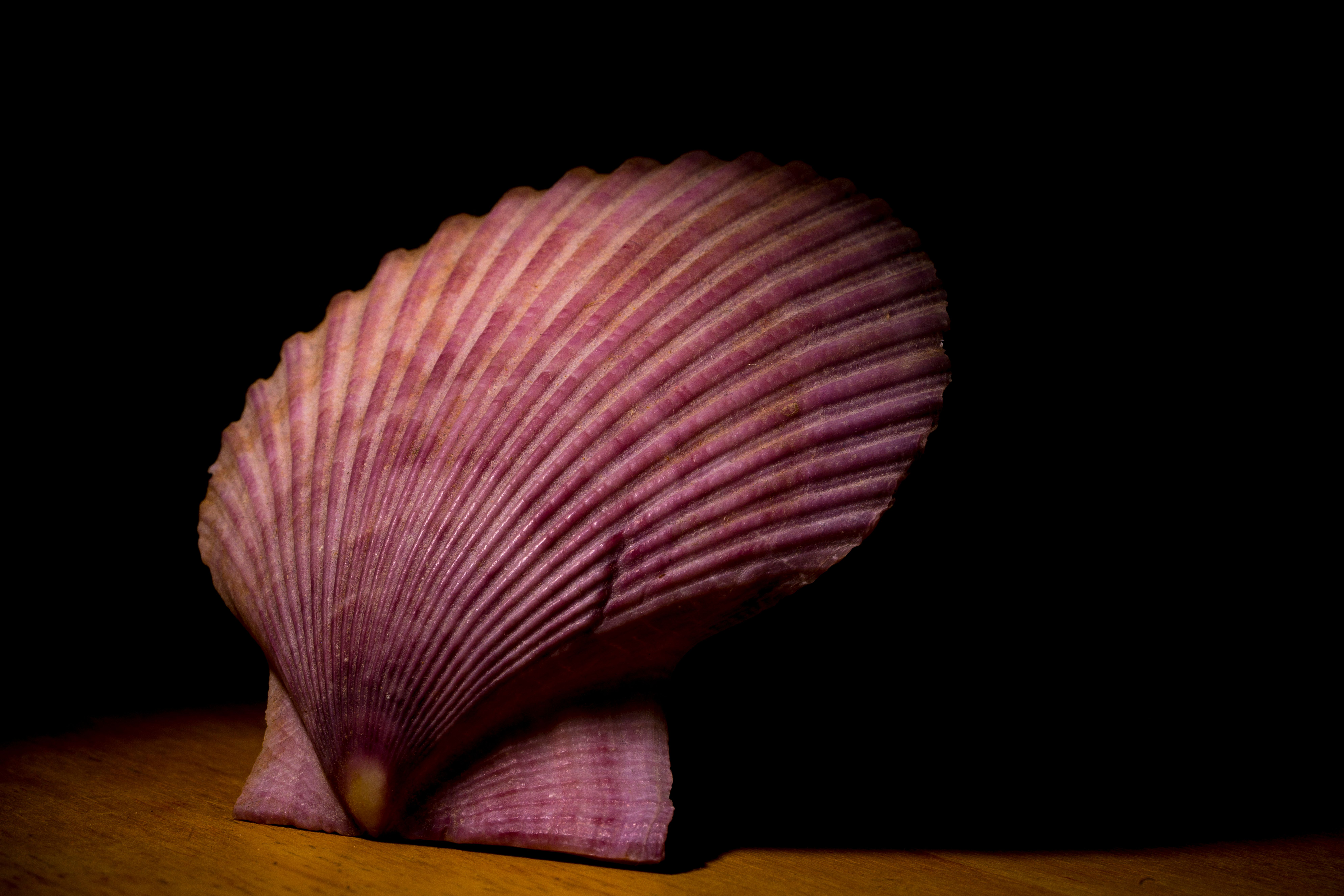 DSC00056_1.jpg