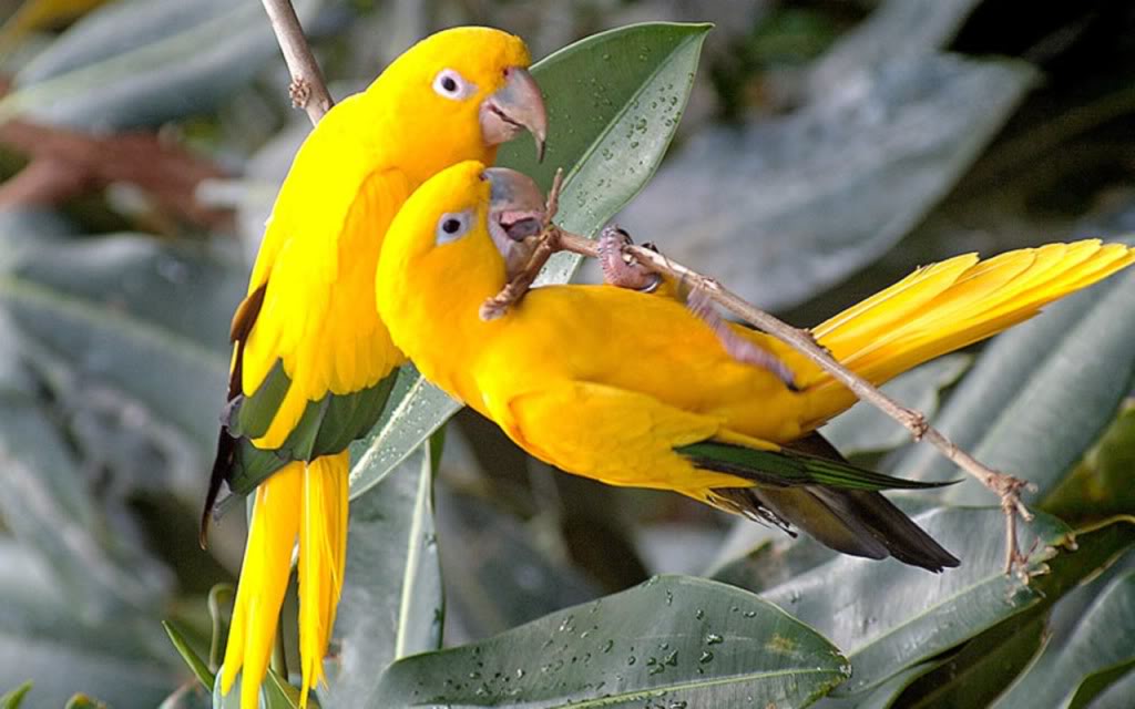 Pineapple Conure