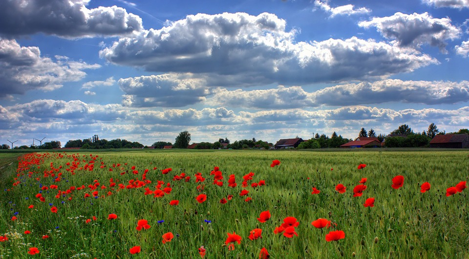 field-of-poppies-50588_960_720.jpg