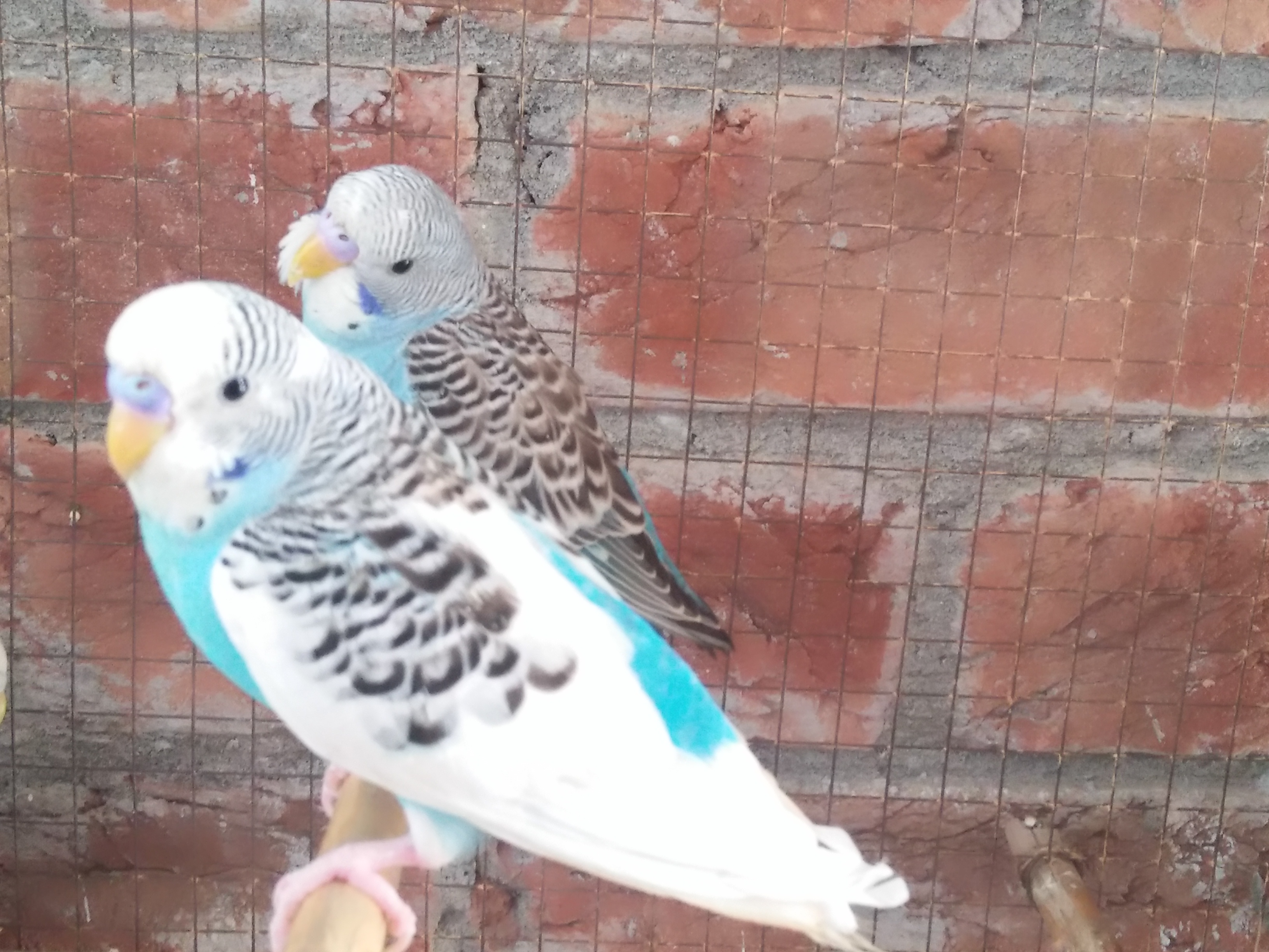 Animals Data Recent Steem