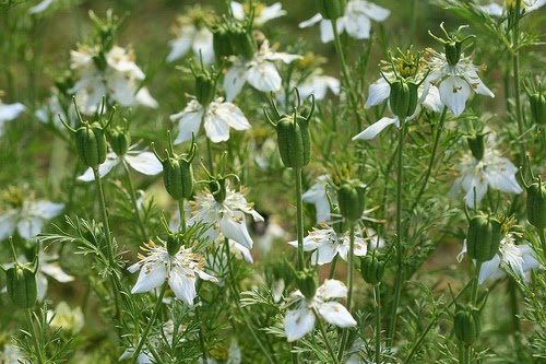 pokok-habbatus-sauda.jpg