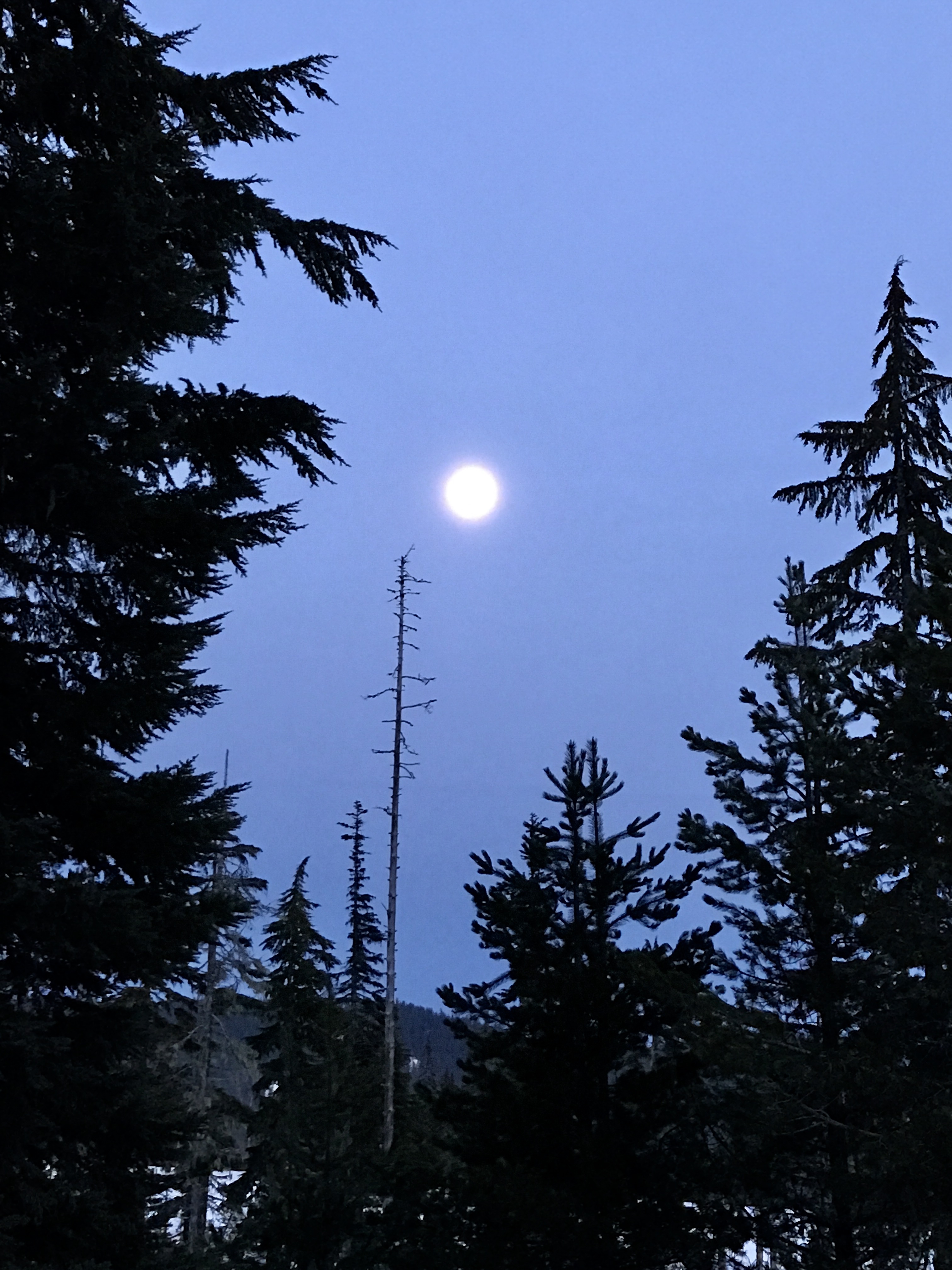 Moon and Trees.jpg