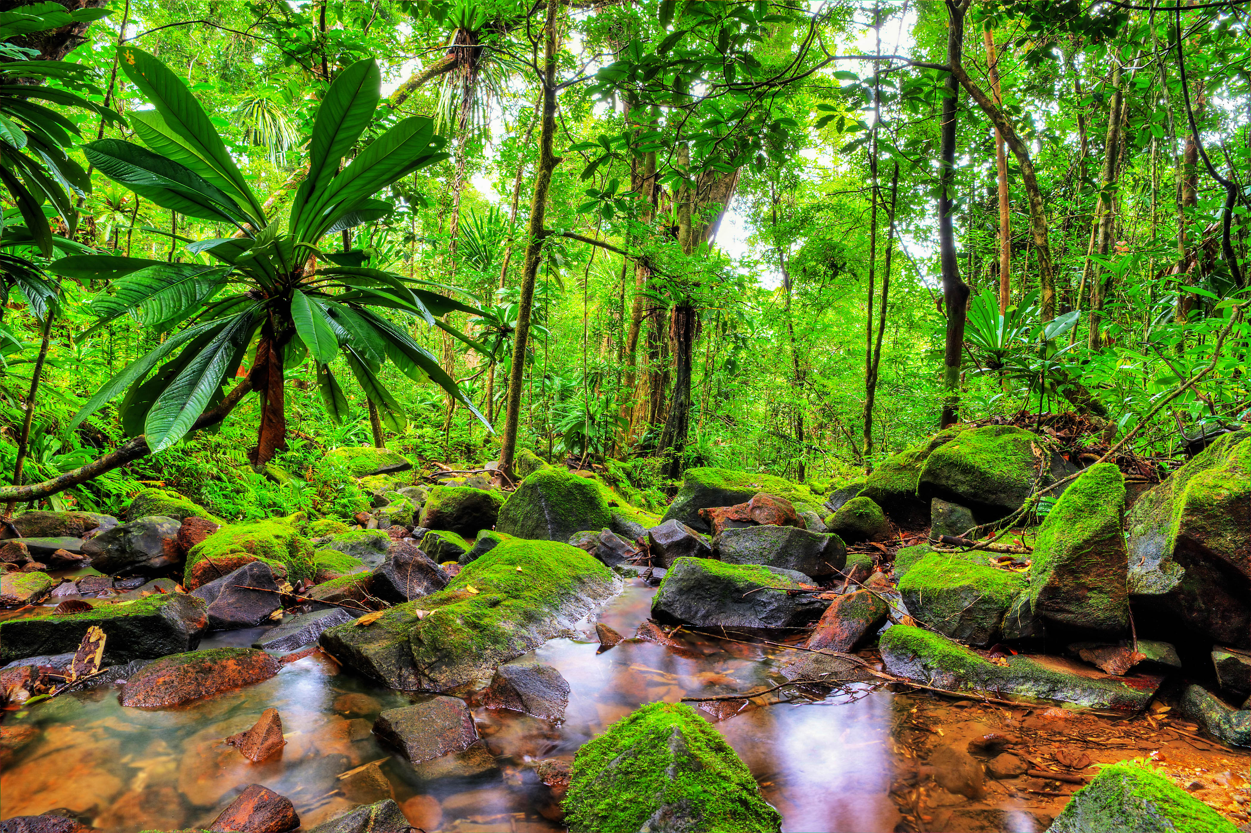 masoala-green-jungle-istock_66338637_xlarge-2.jpg