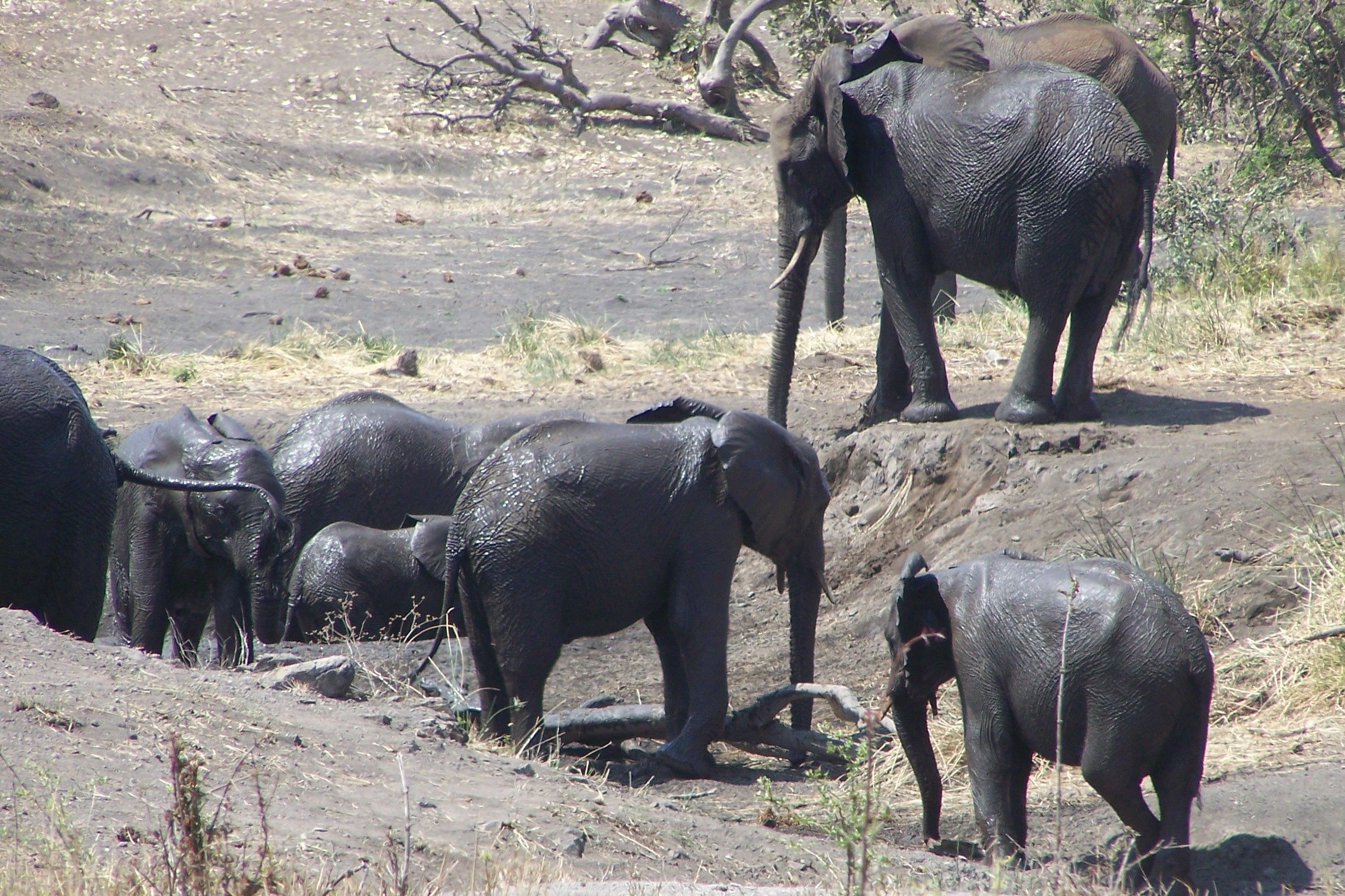 KNP Satara-Lower Sabi 2009 169.JPG