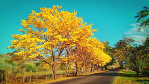 venezuelan trees