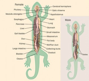 Salamander-Anatomy-300x273.jpg