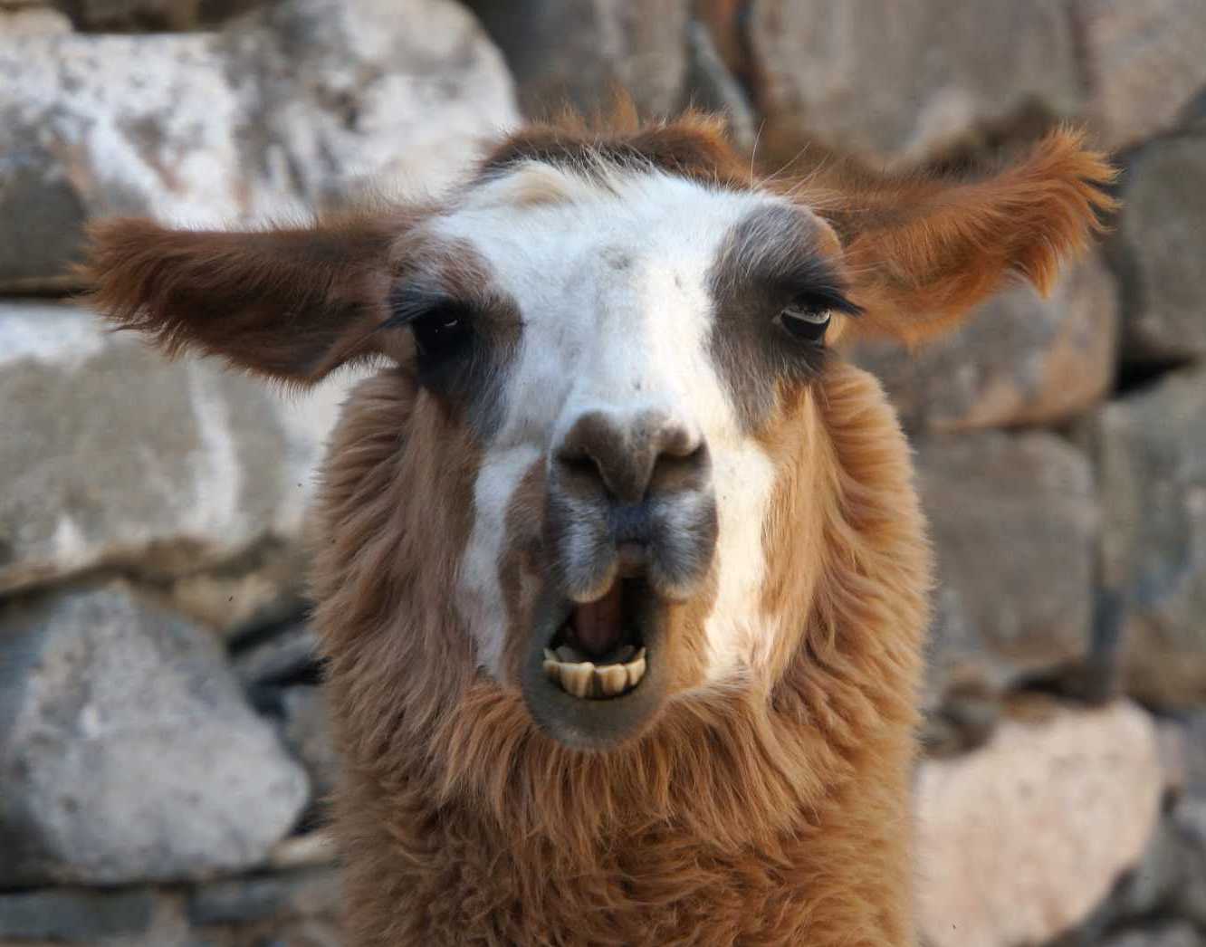 Crazy llama face.jpg