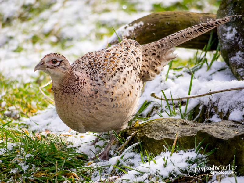 female-pheasant-800.jpg