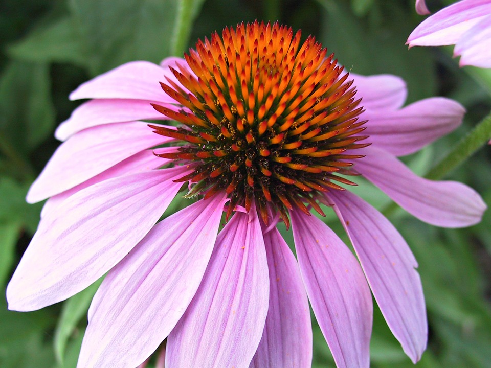 echinacea-723269_960_720.jpg