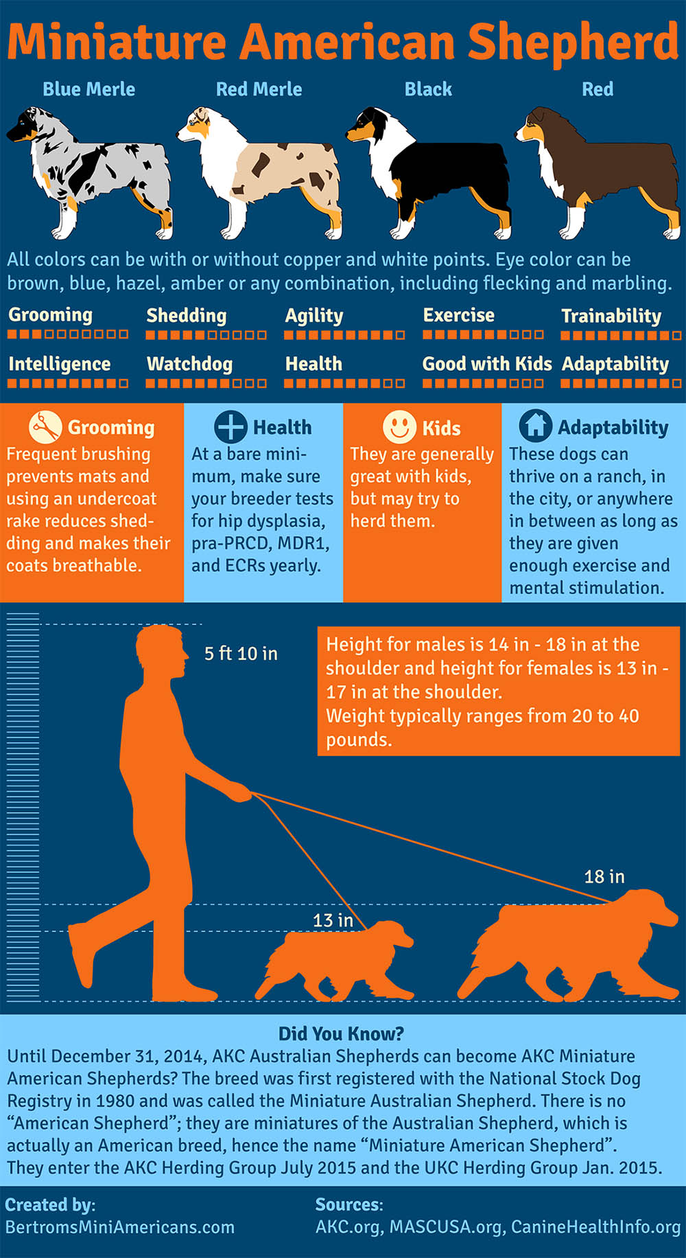 Mini Australian Shepherd, Breed Information