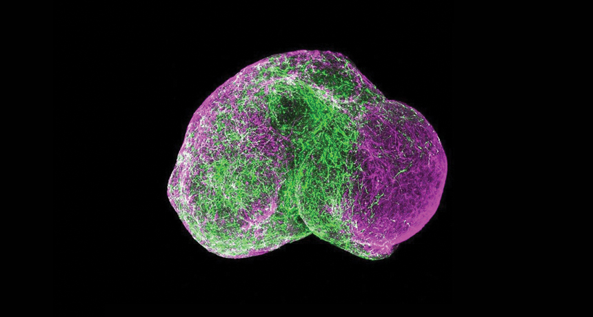 030318_organoids_main.jpg