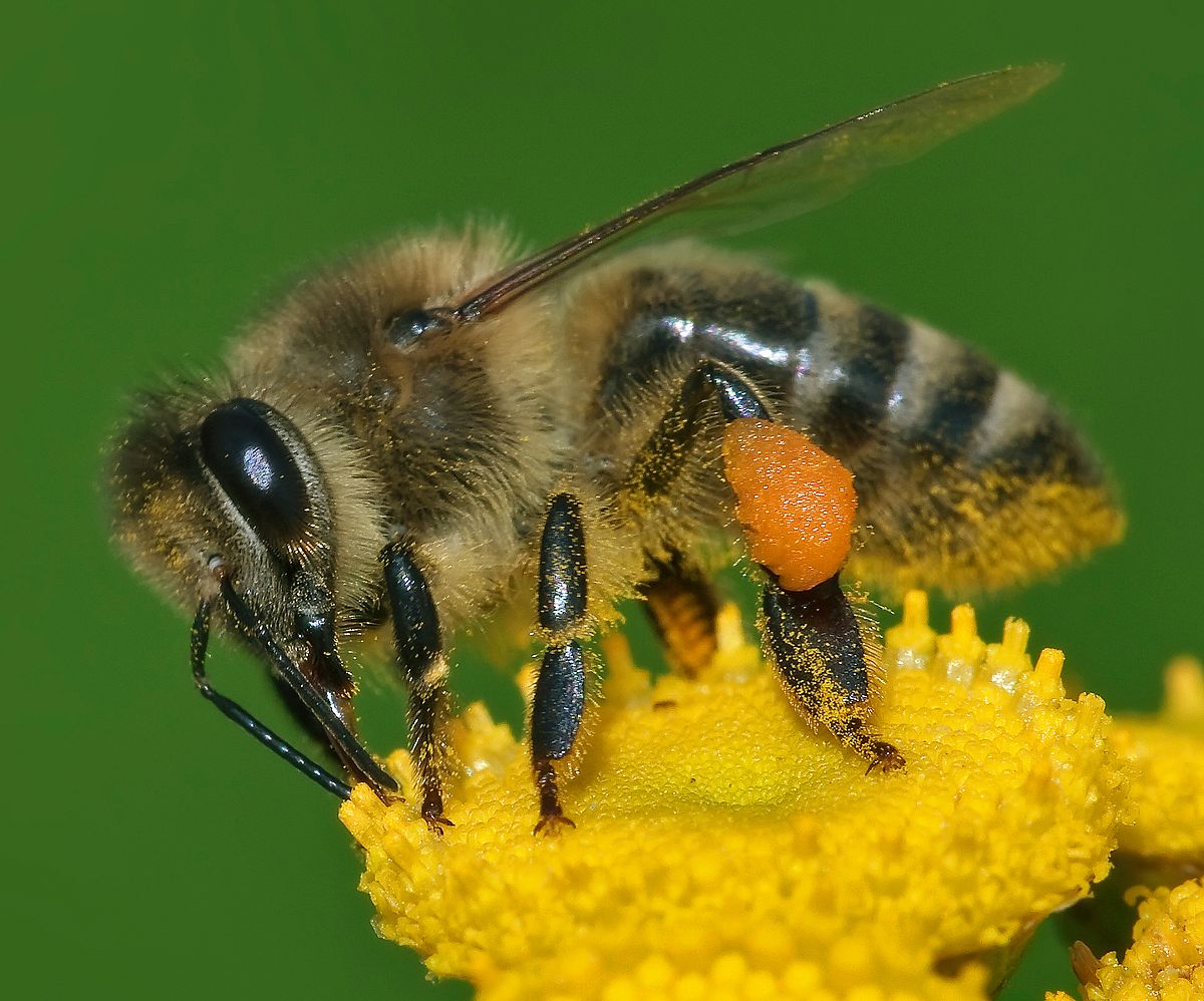 bee4.jpg