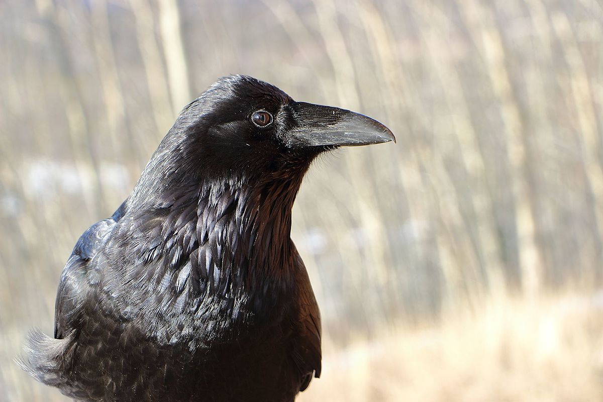 A_Common_Raven.jpg