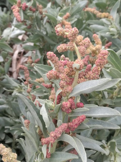 coastal saltbush.jpg