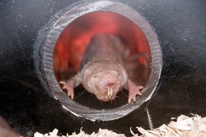 NakedMoleRat_Shutterstock-685x455.jpg