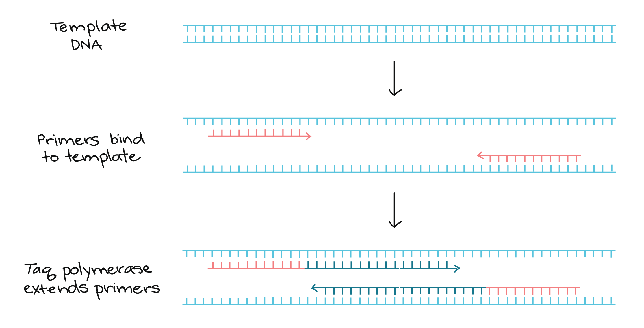 Amplification of template DNA.png