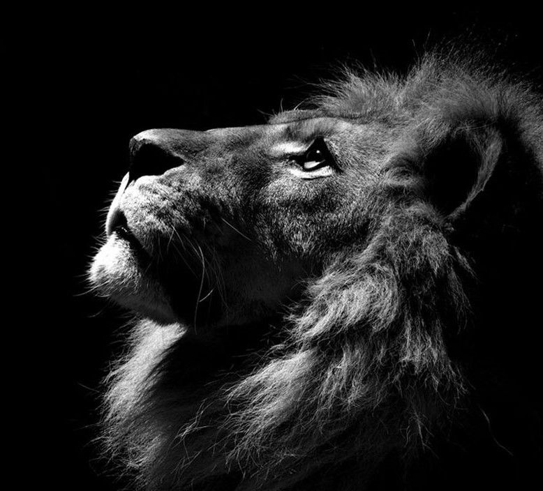 lion-profile-fef.jpg
