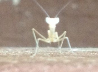 Baby Mantis....jpg