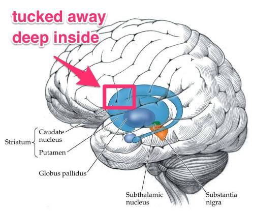 the-power-of-habit-review-basal-ganglia-skitch.jpeg