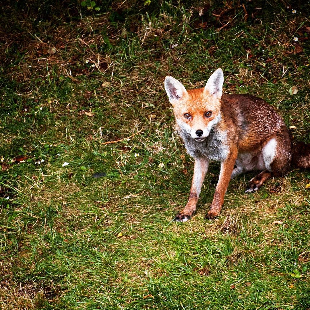 _england__trip__fox__intheyard__animals__london_July_25__2016_at_0953AM.jpg