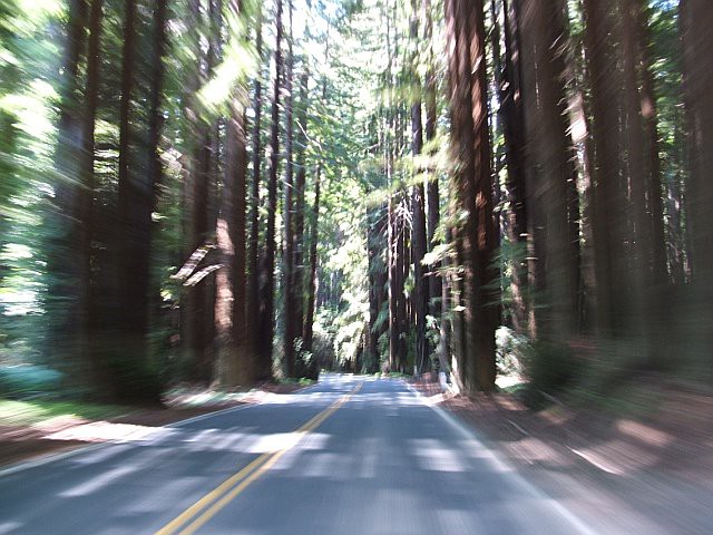 Redwoods.jpeg