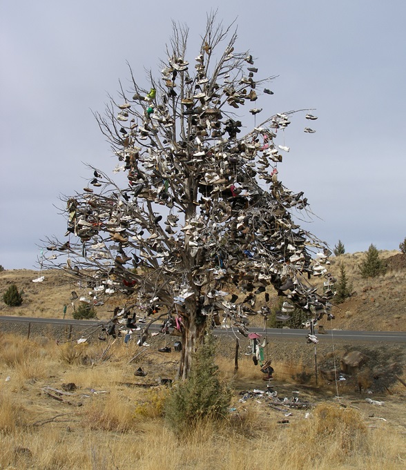 shoe tree.JPG