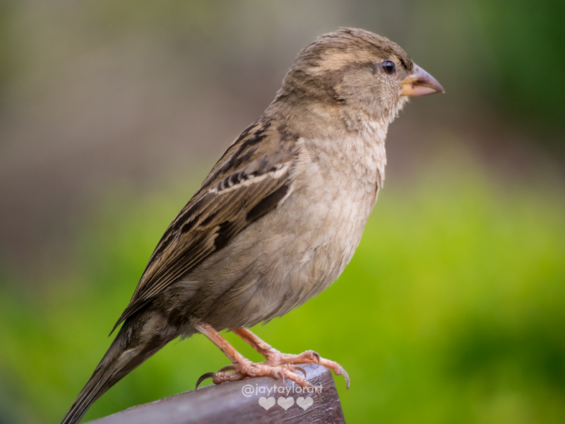 sparrow-female.jpg