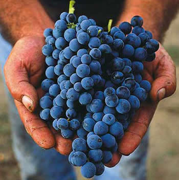 Aglianico Grapes.jpg