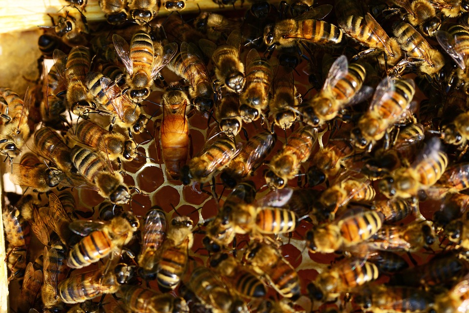 honey-bees-401097_960_720.jpg