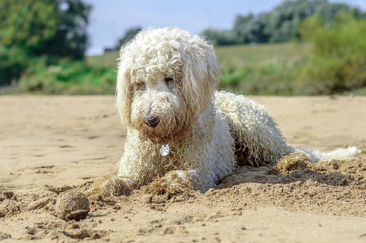 golden-doodle-1627632_1280.jpg