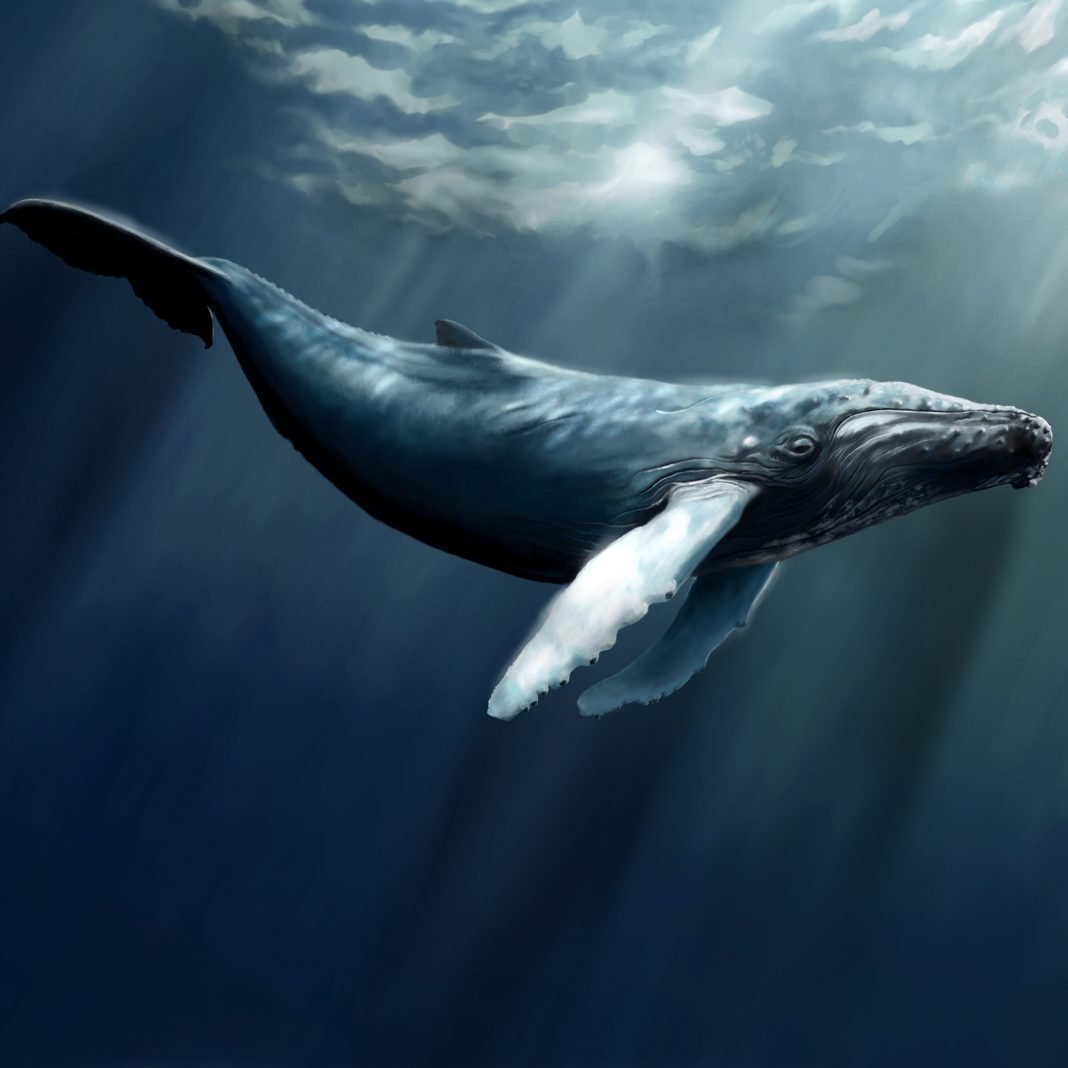 whales-1068x1068.jpg