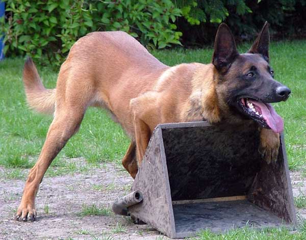 berger_belge_malinois_7.jpg