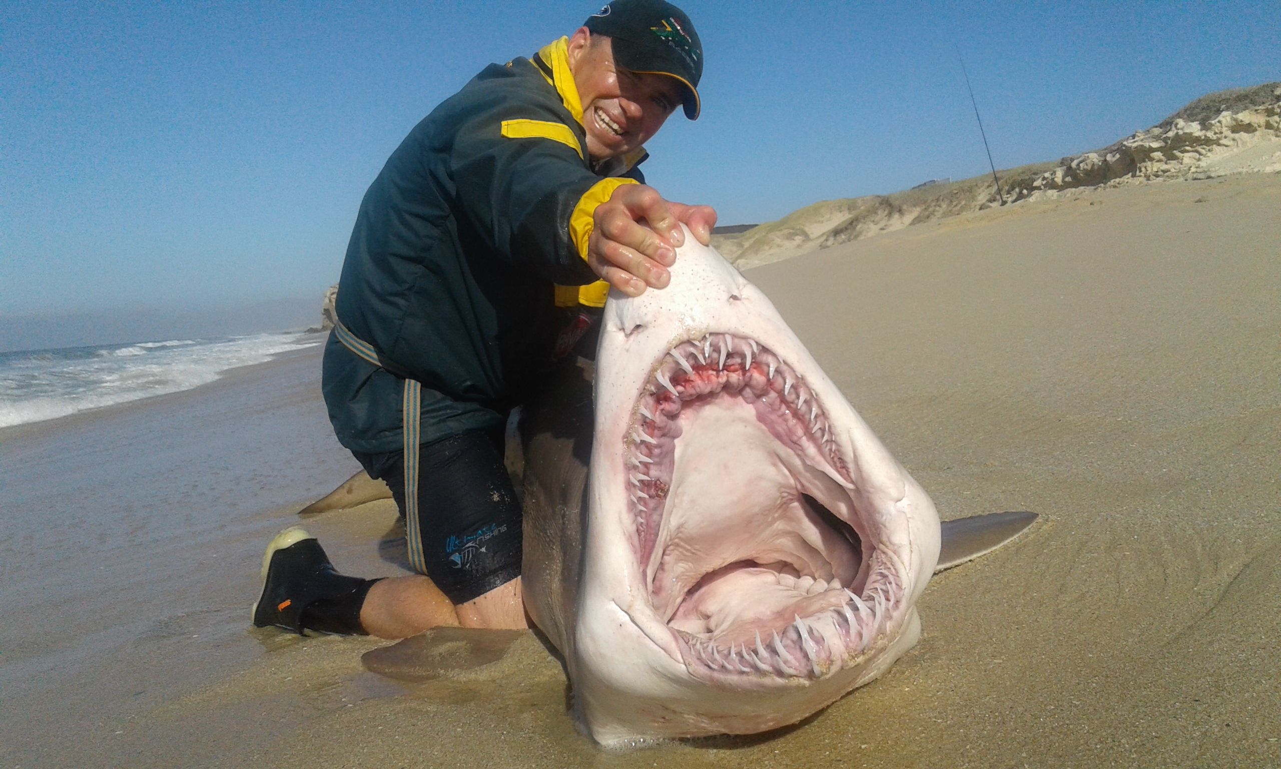 Большие зубы акулы. Большая белая акула и человек. Большая белая акула челюсти.