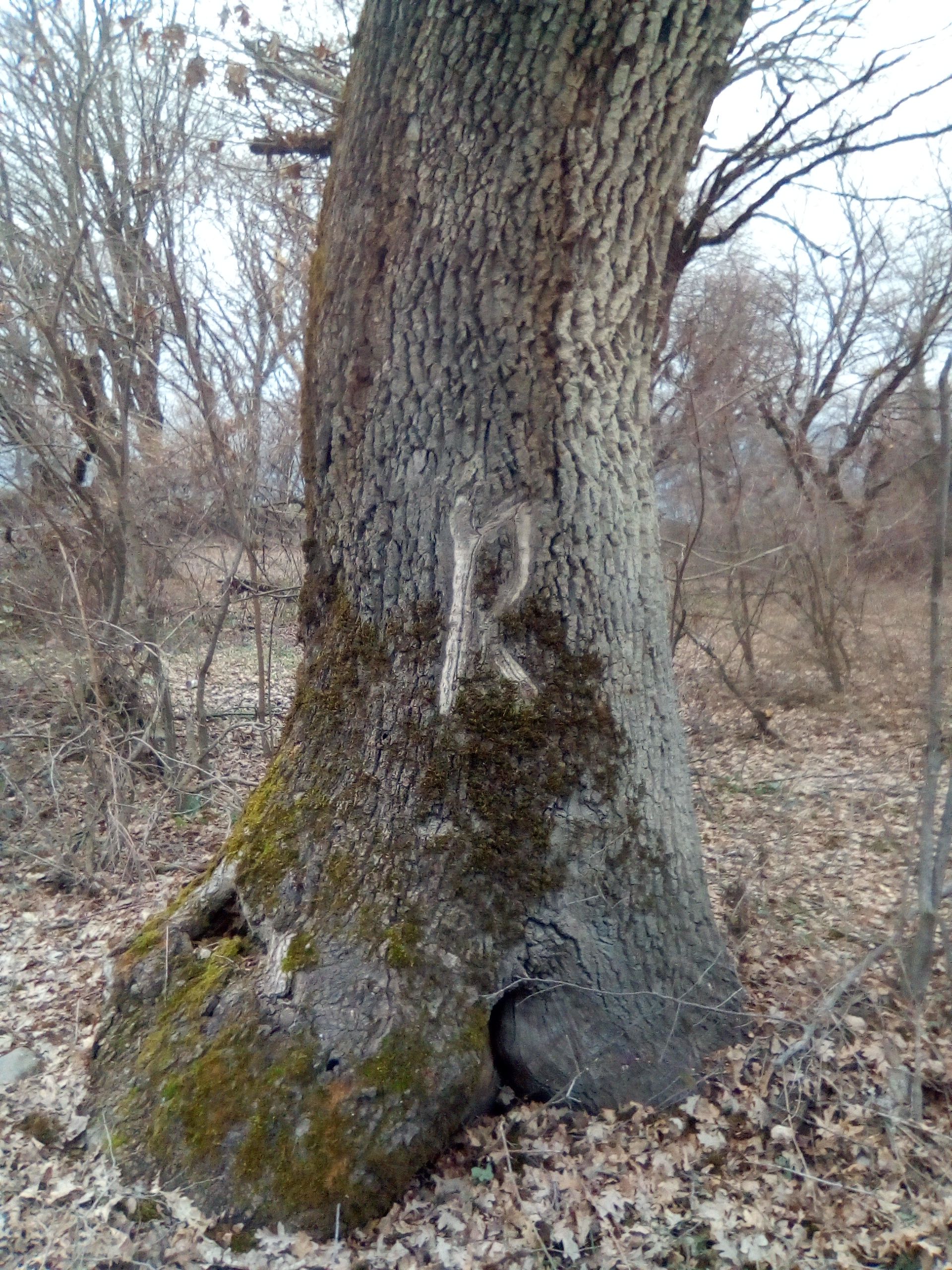 IMG_20180228_164629.jpg