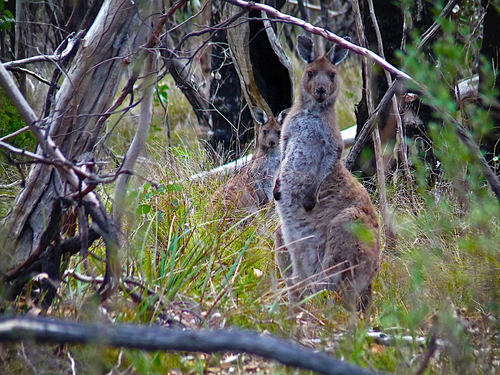 kangaroos_rylee_500x375.jpg