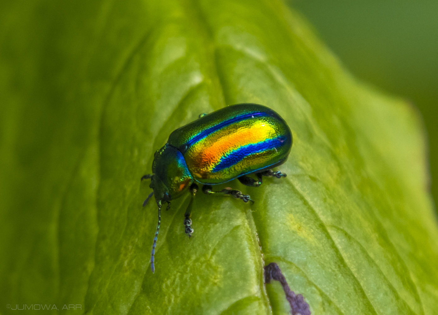 Rainbow_Bug_6.jpg