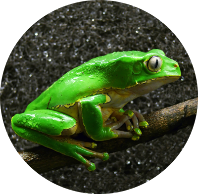 frog medicine.png