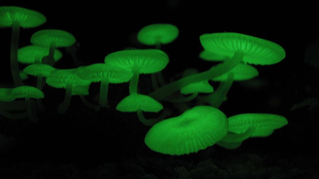 1024px-Mycena_chlorophos.jpg