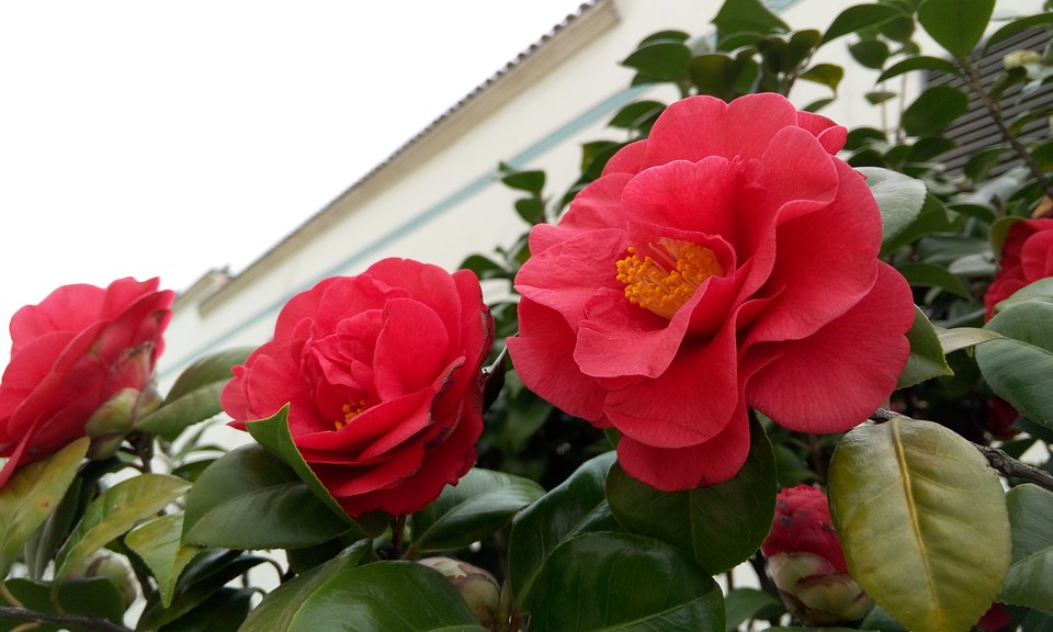 Red-Flowers-Camellia-2102249.jpg