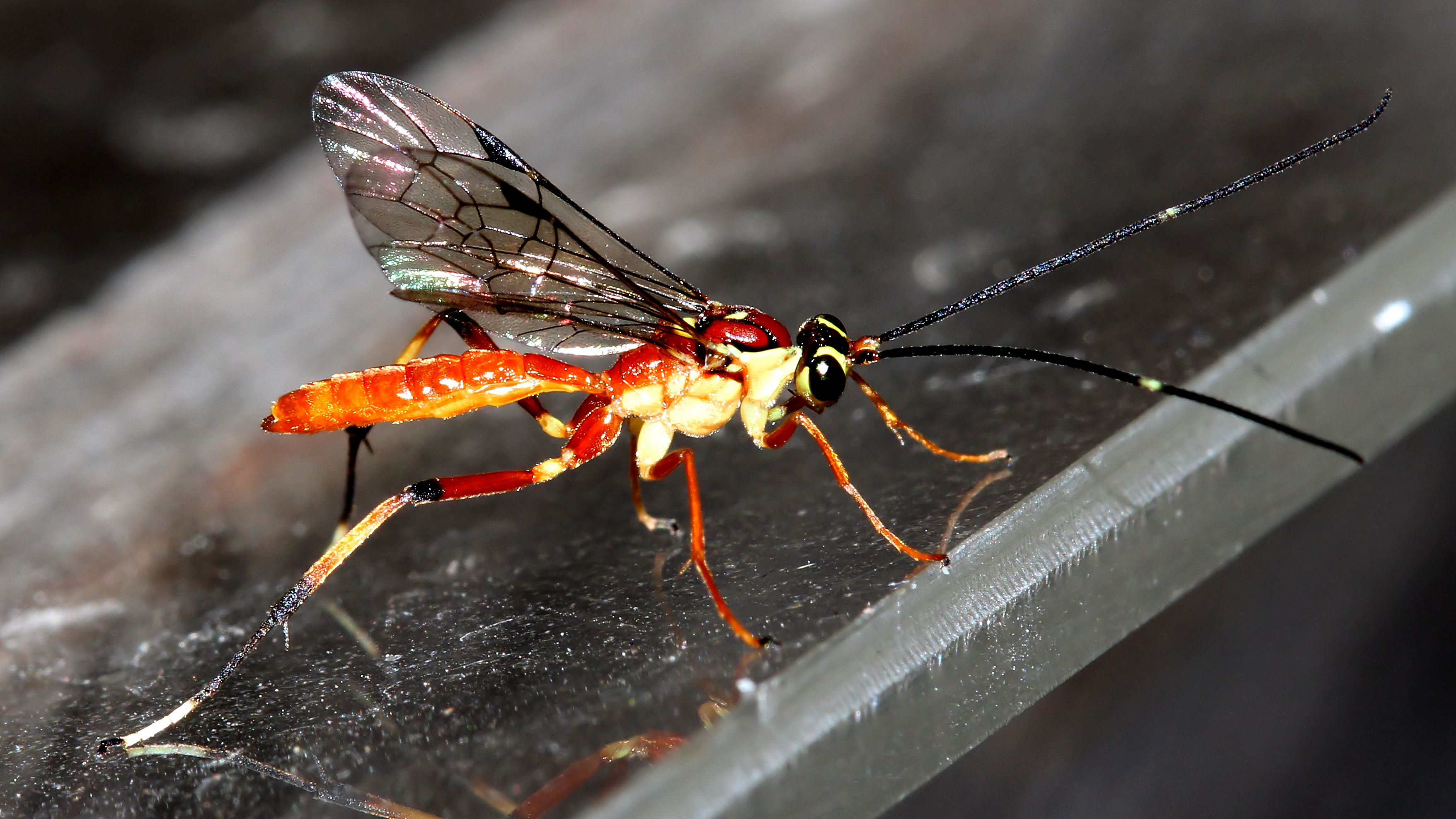 Insects Hymenoptera Ichneumonidae MV BY Tas 2017-12-28.jpg