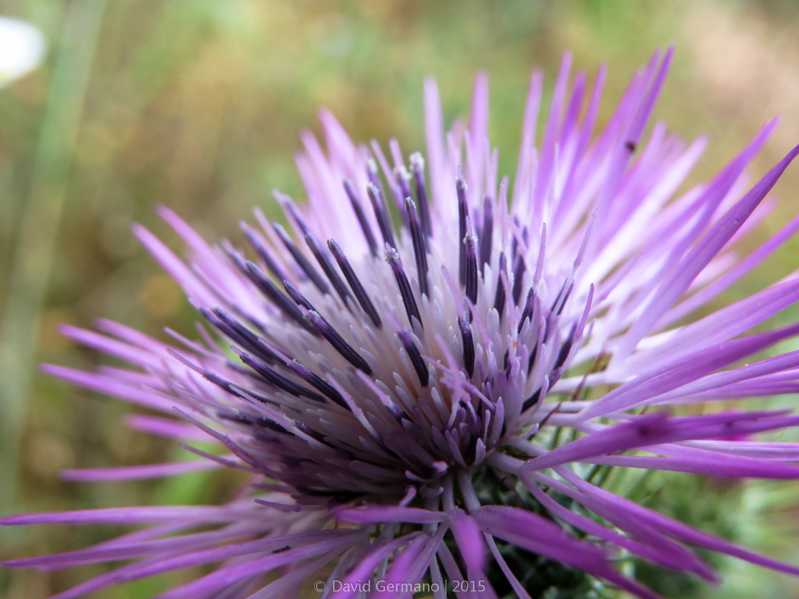 Galactites tomentosus .jpg